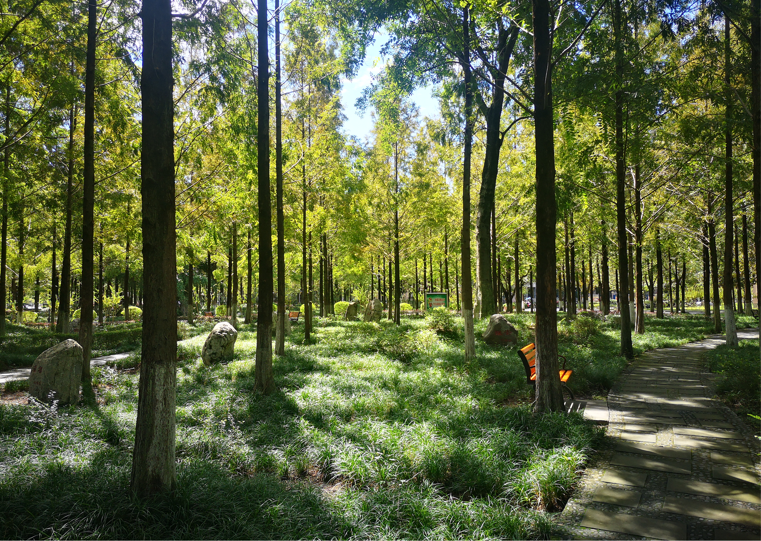 Tree assessment
