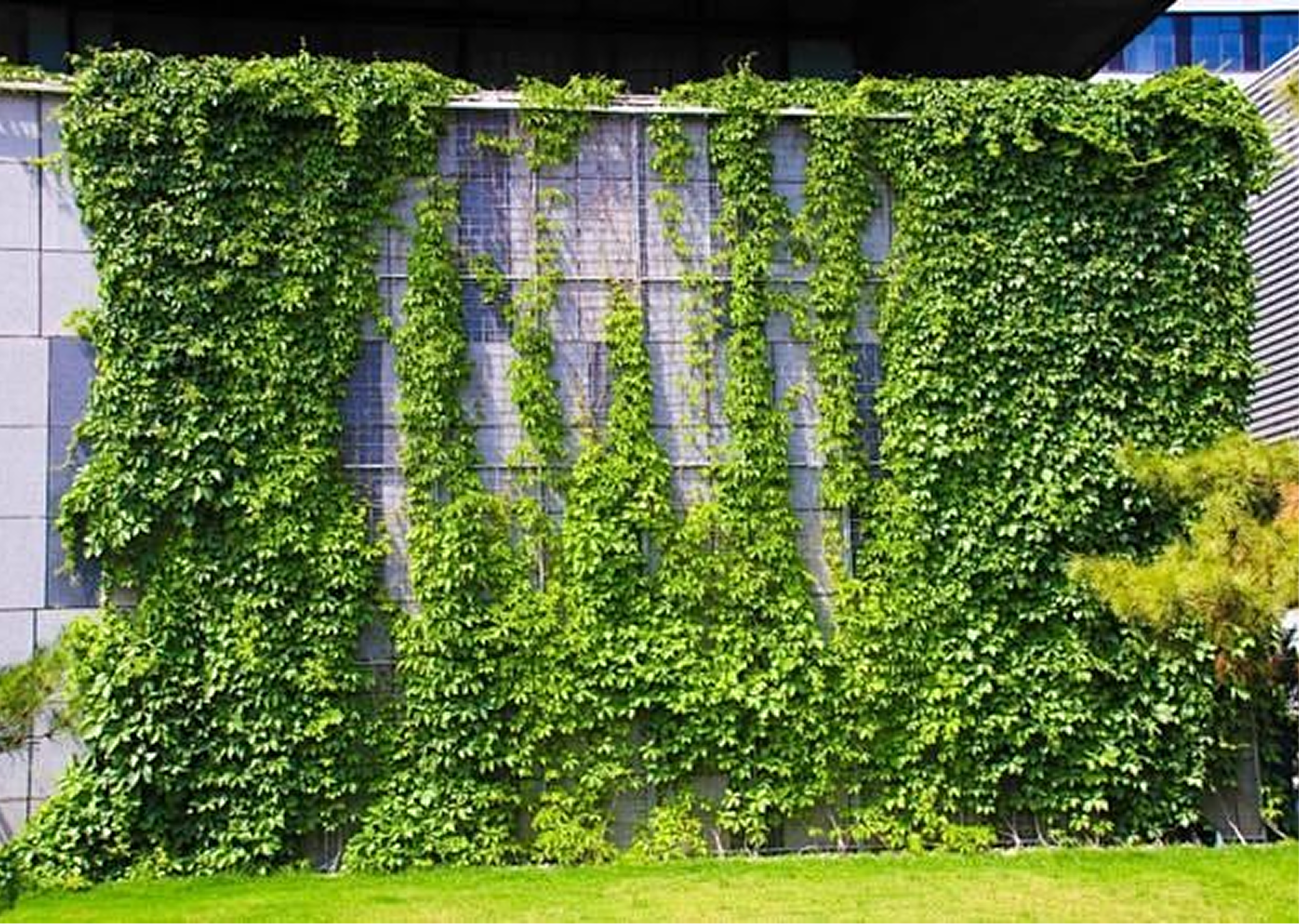 Live green wall