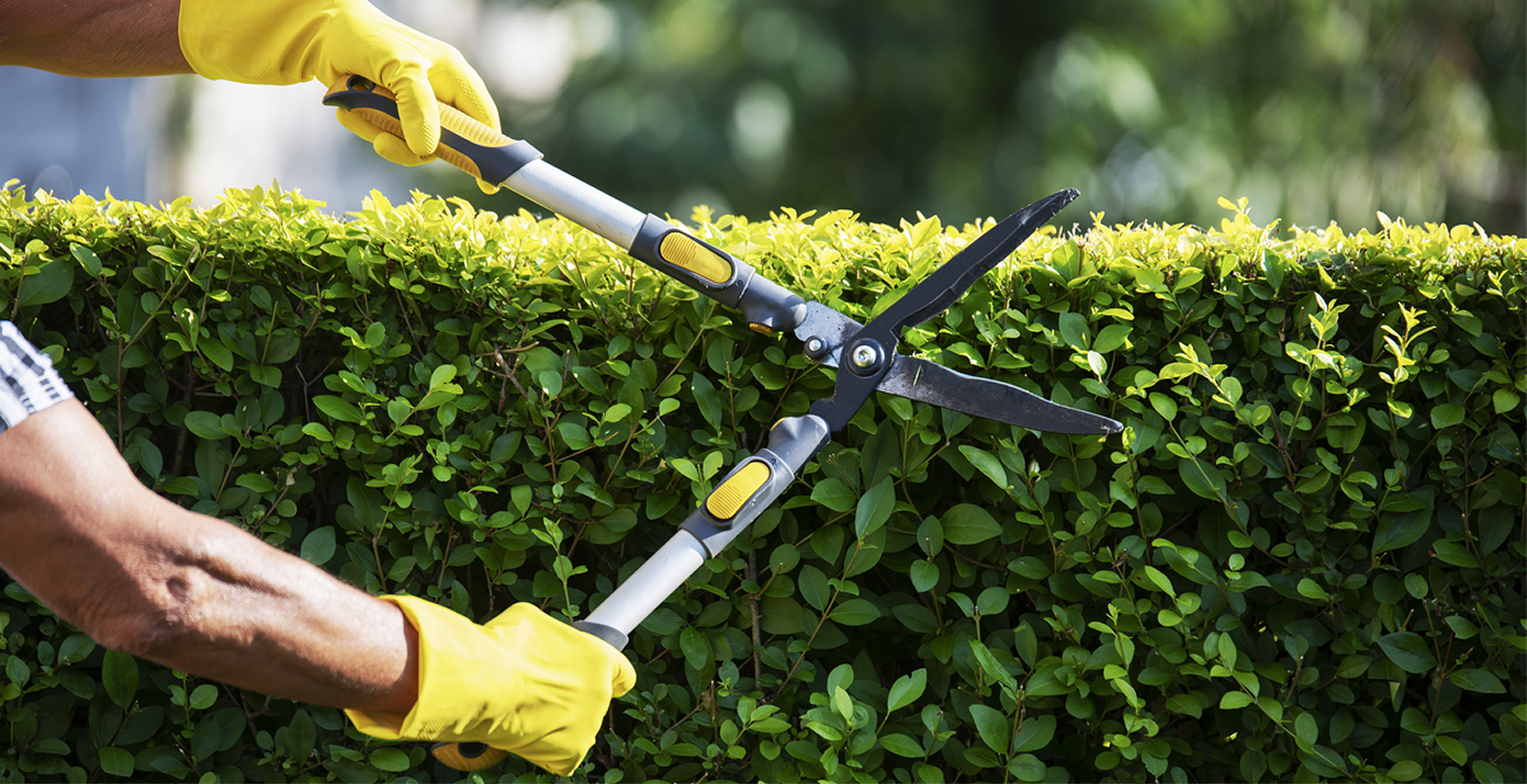 Hedge trimming